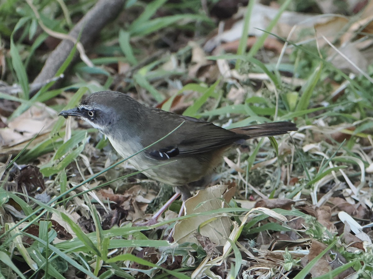 White-browed Scrubwren - ML646782919