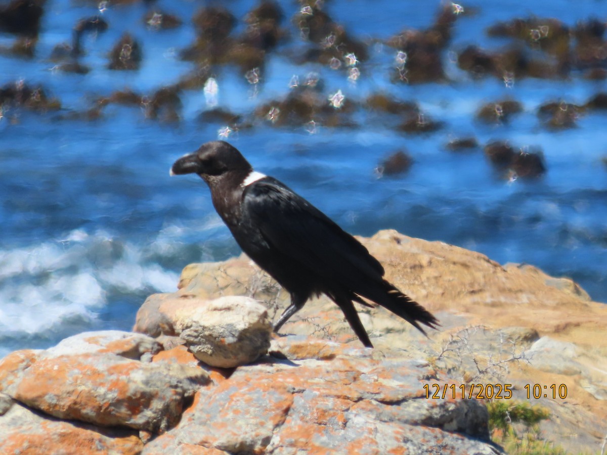 White-necked Raven - ML646782921