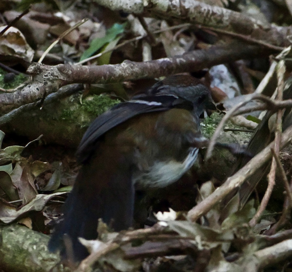 Australian Logrunner - ML646782922