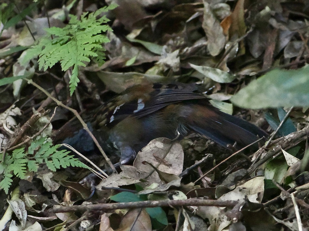 Australian Logrunner - ML646782923