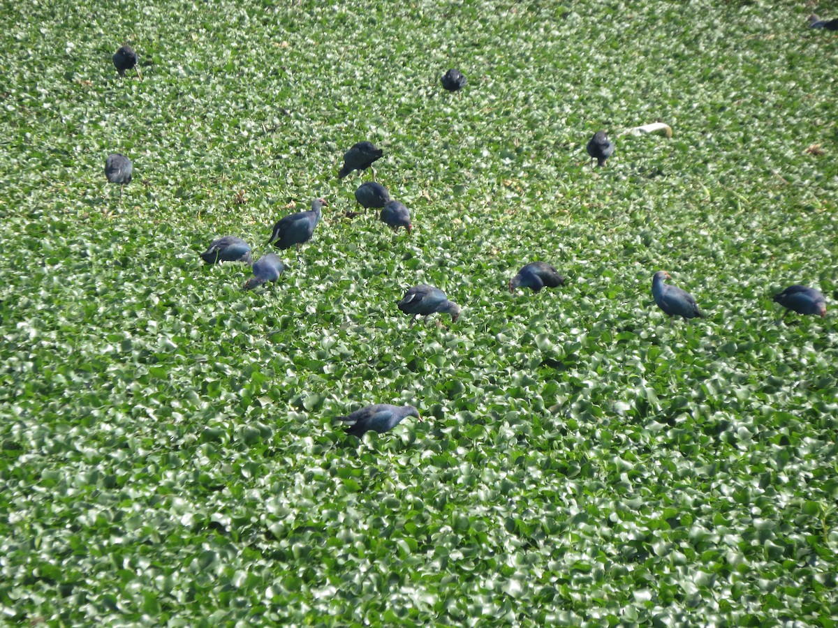 Gray-headed Swamphen - ML646782924