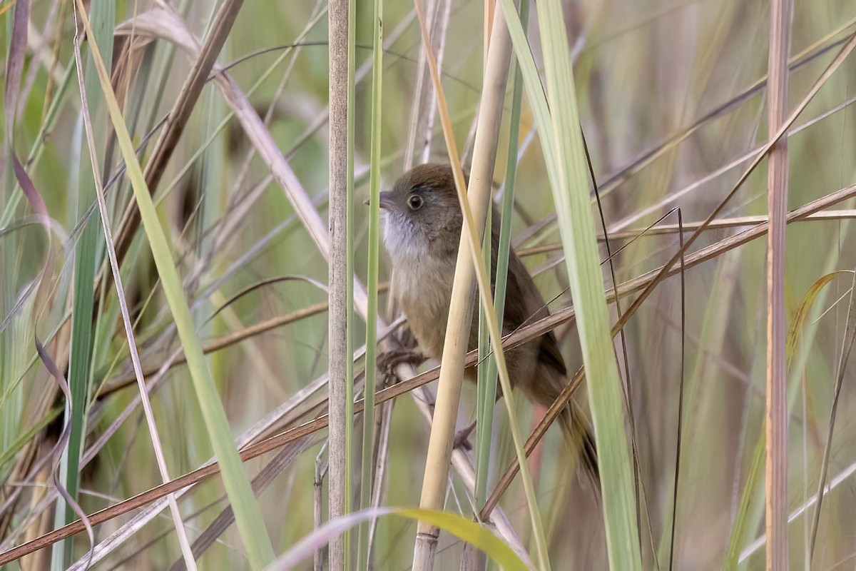 Jerdon's Babbler - ML646782925