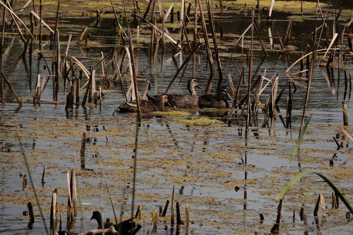 Pacific Black Duck - ML646782927