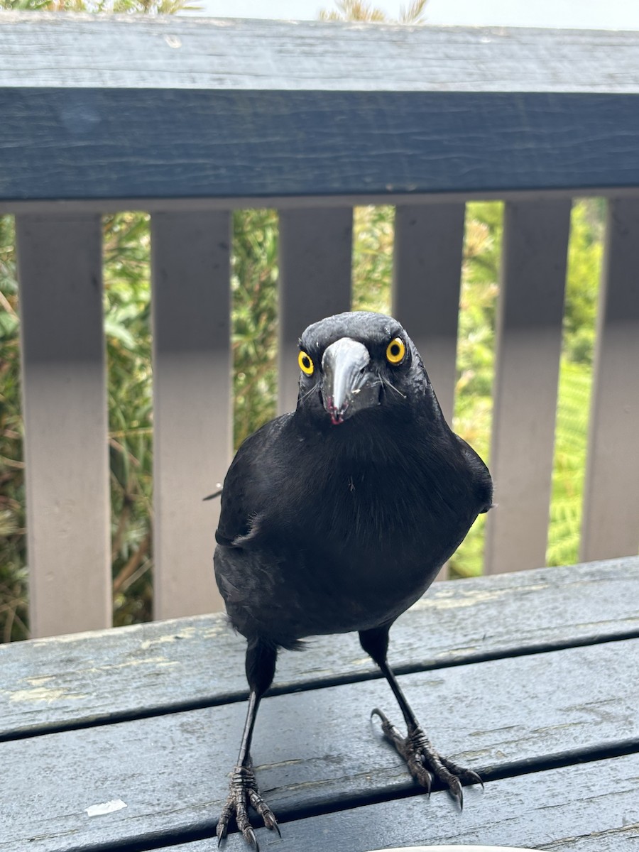 Pied Currawong - ML646782928