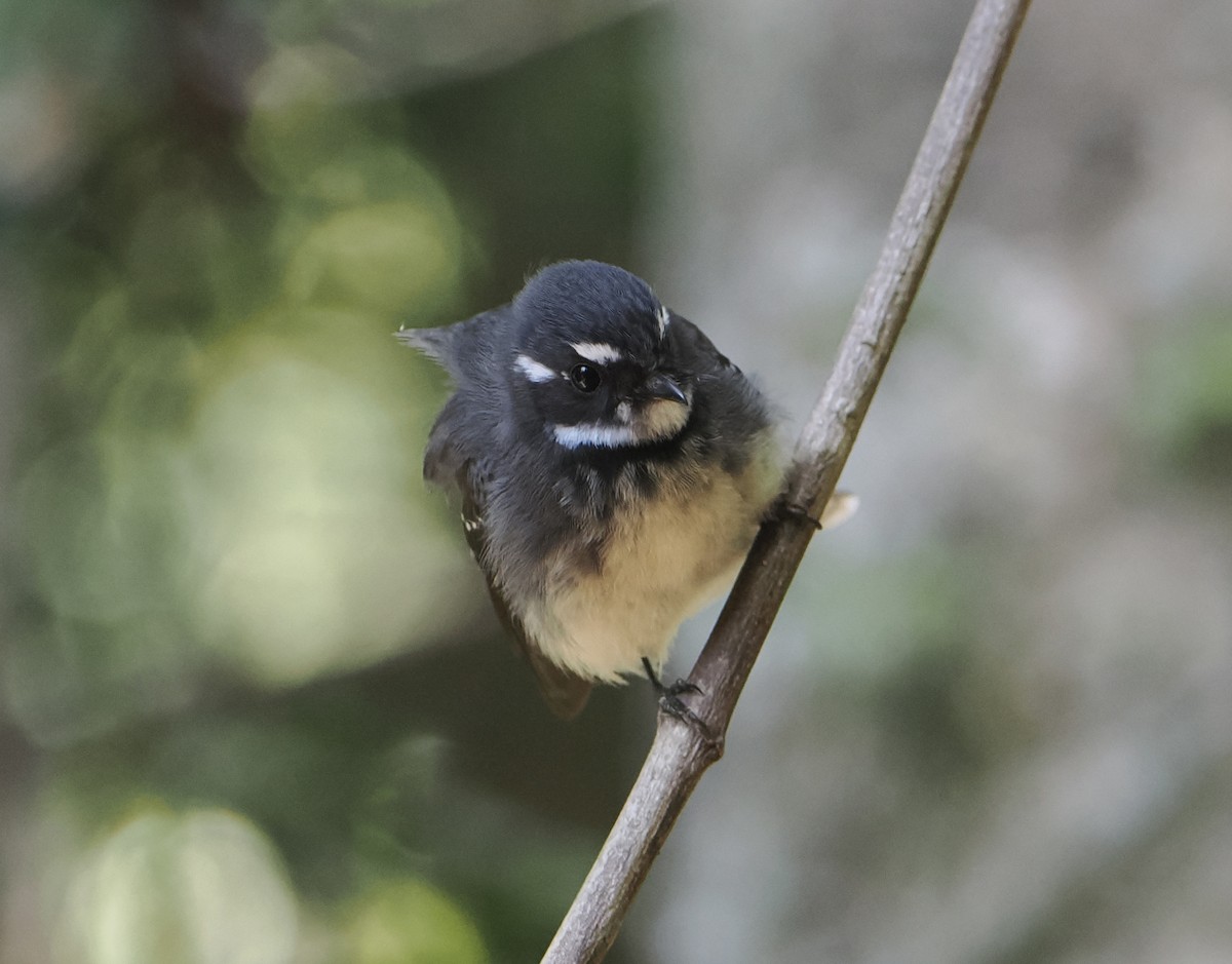 Gray Fantail - ML646782930