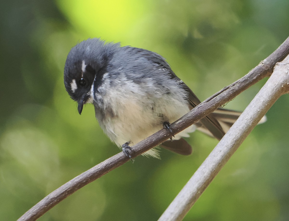 Gray Fantail - ML646782931