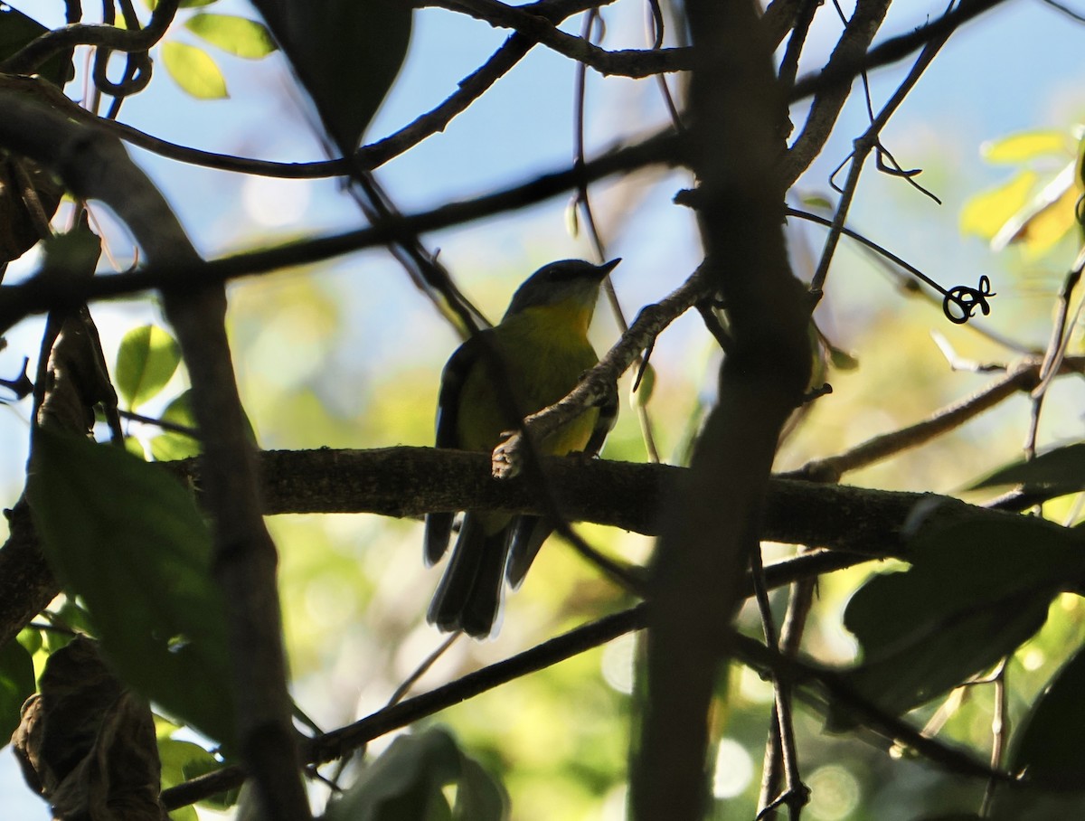 Eastern Yellow Robin - ML646782933