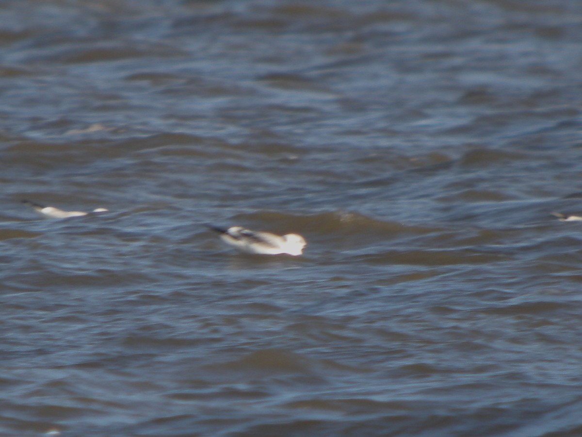 Black-legged Kittiwake - ML646782936