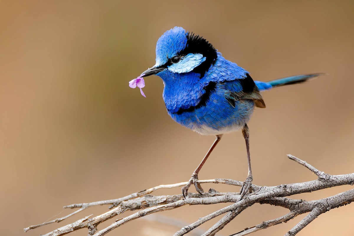Splendid Fairywren - ML646782937