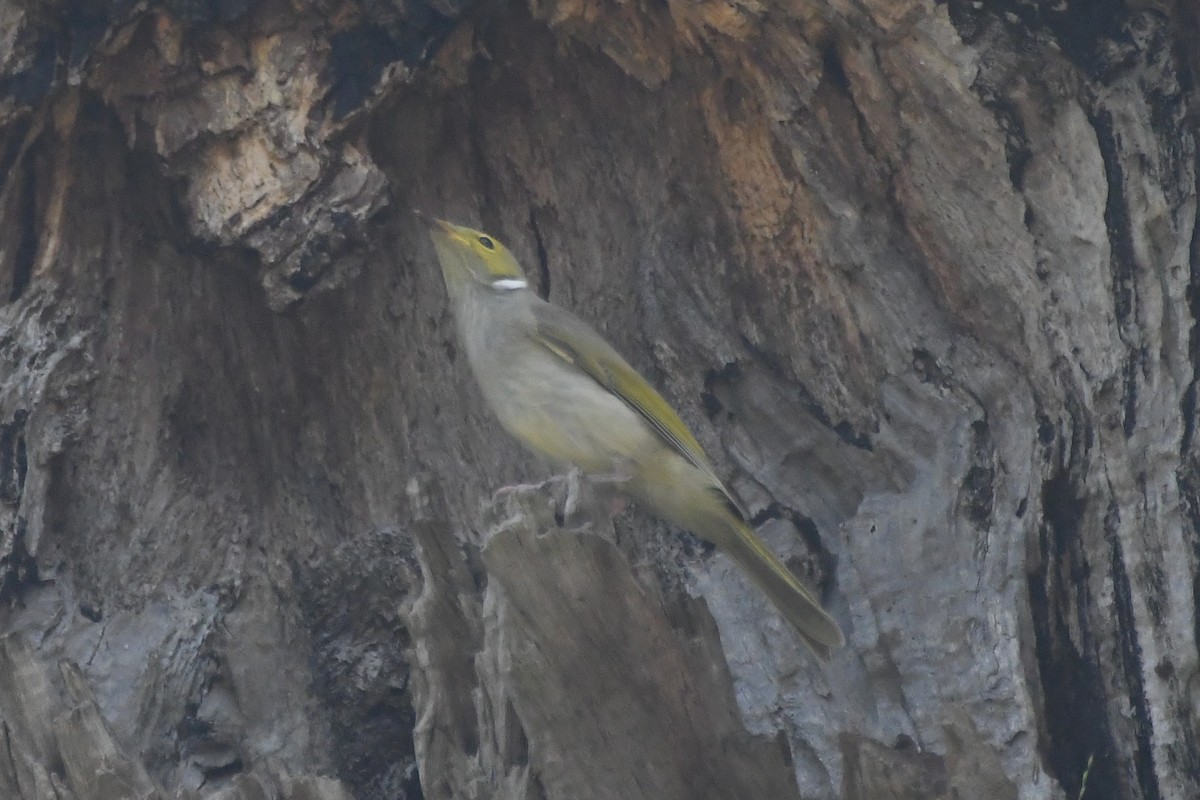 White-plumed Honeyeater - ML646782940