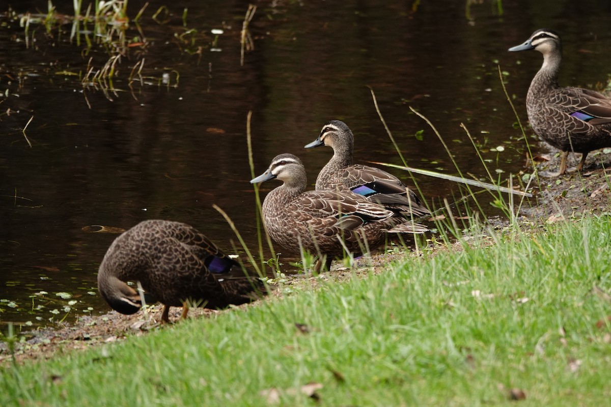 Pacific Black Duck - ML646782942
