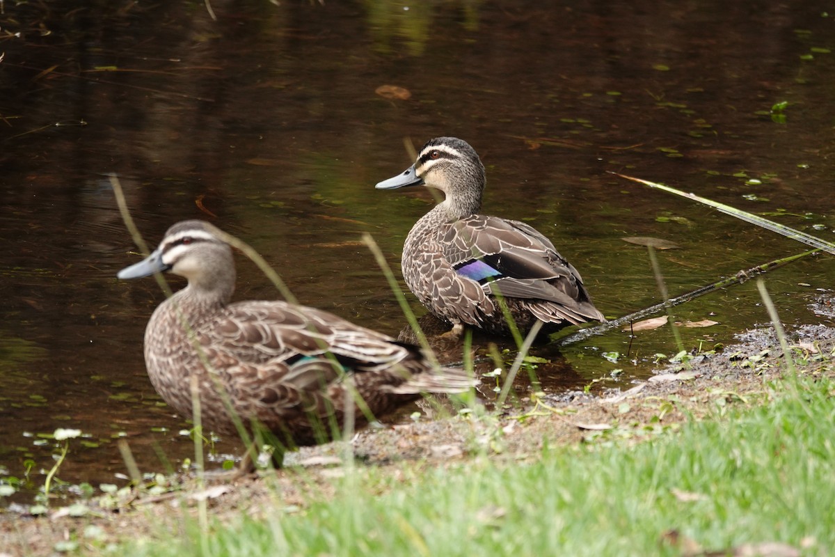 Pacific Black Duck - ML646782943
