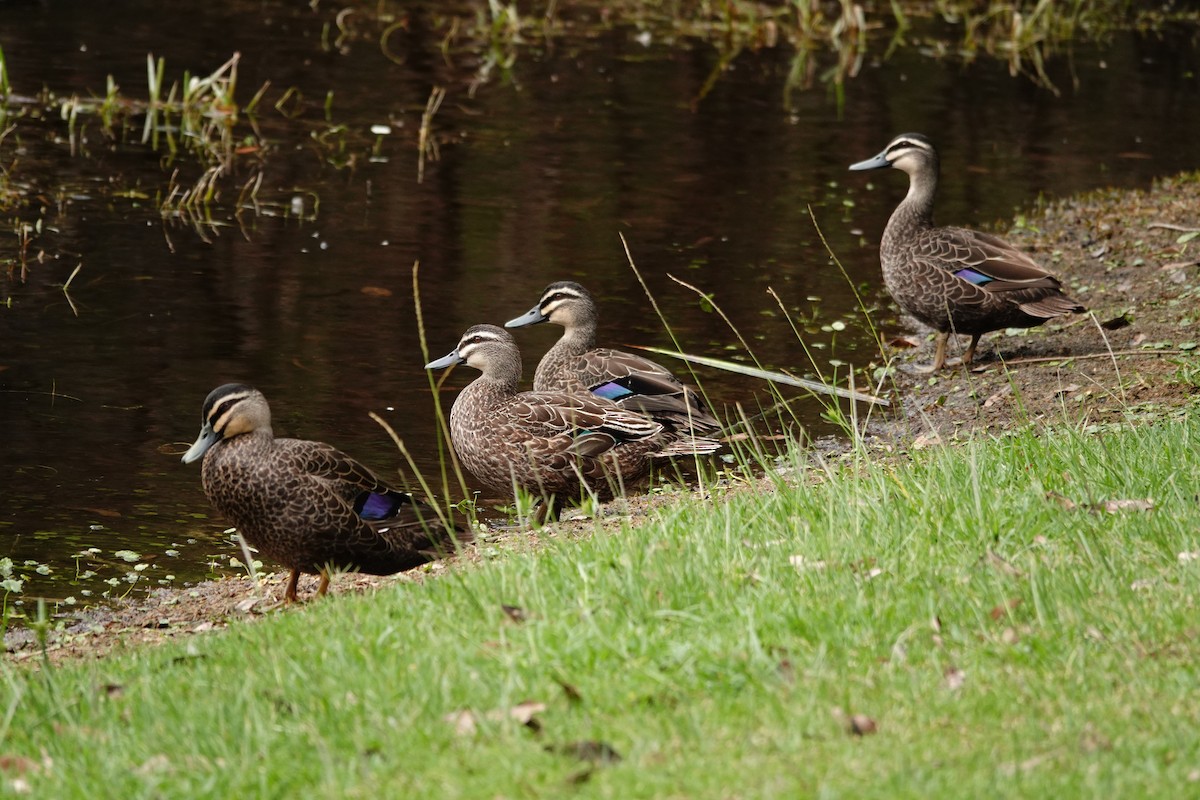 Pacific Black Duck - ML646782944