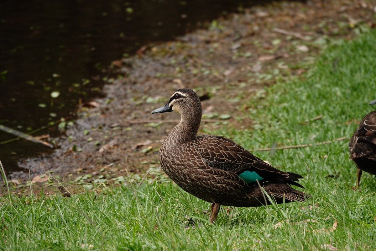 Pacific Black Duck - ML646782945