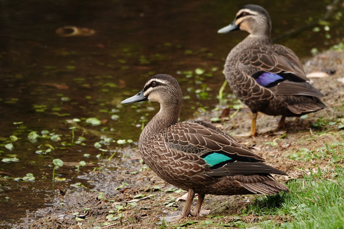 Pacific Black Duck - ML646782946