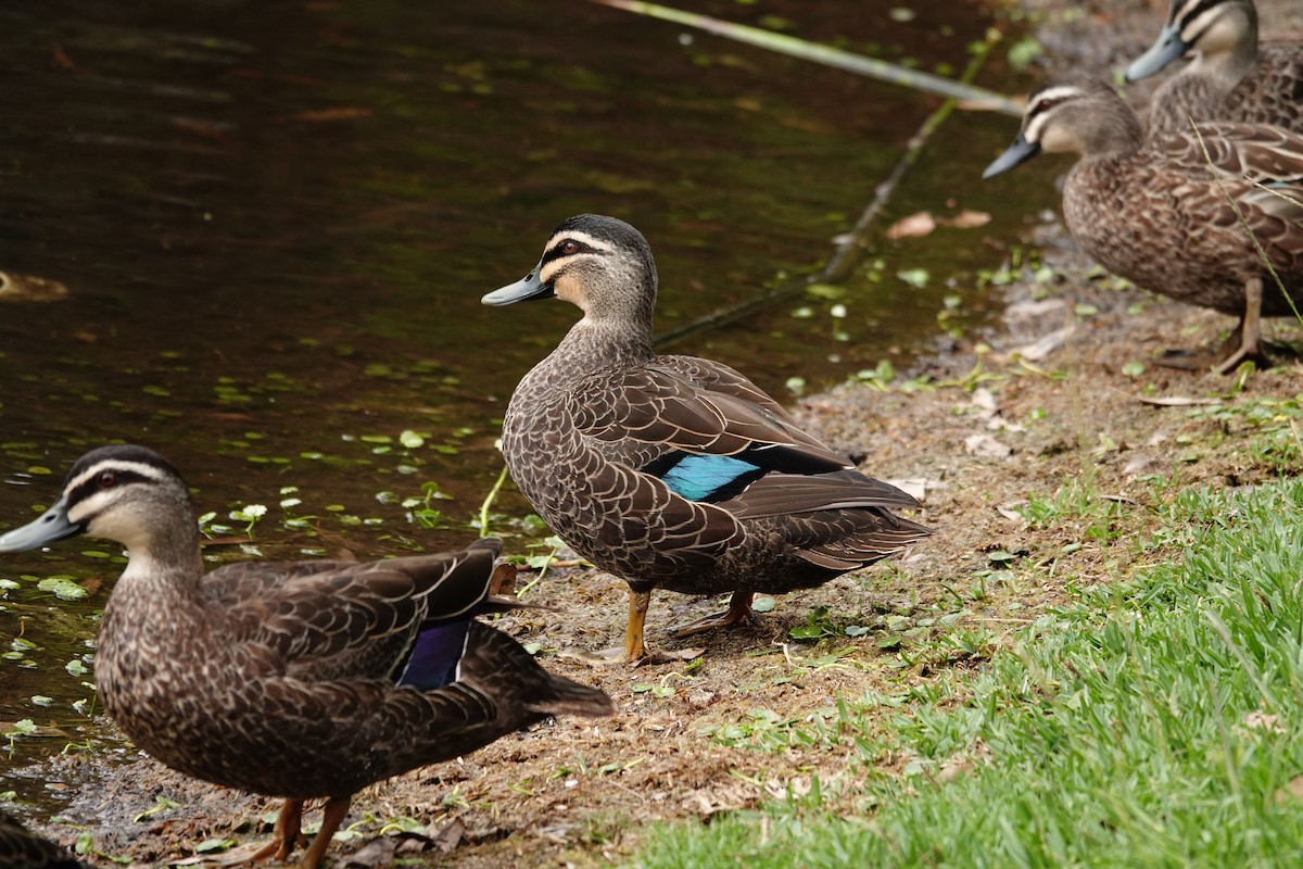 Pacific Black Duck - ML646782947