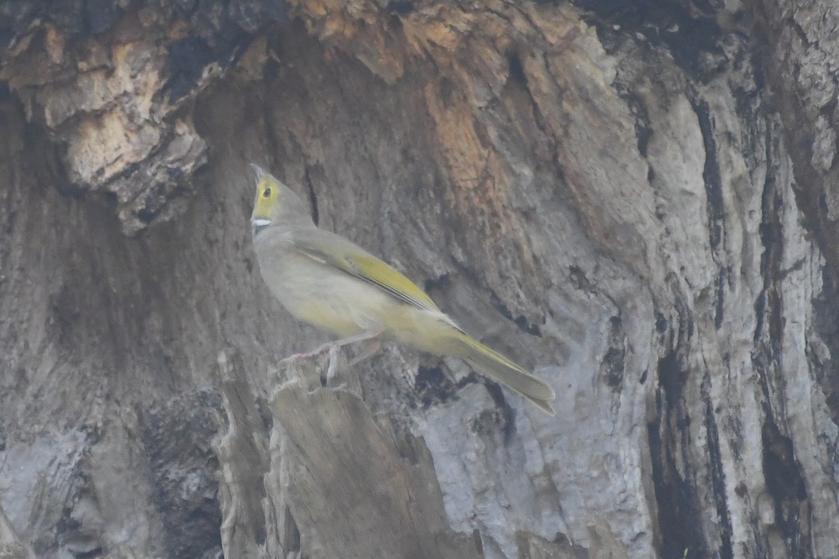 White-plumed Honeyeater - ML646782948