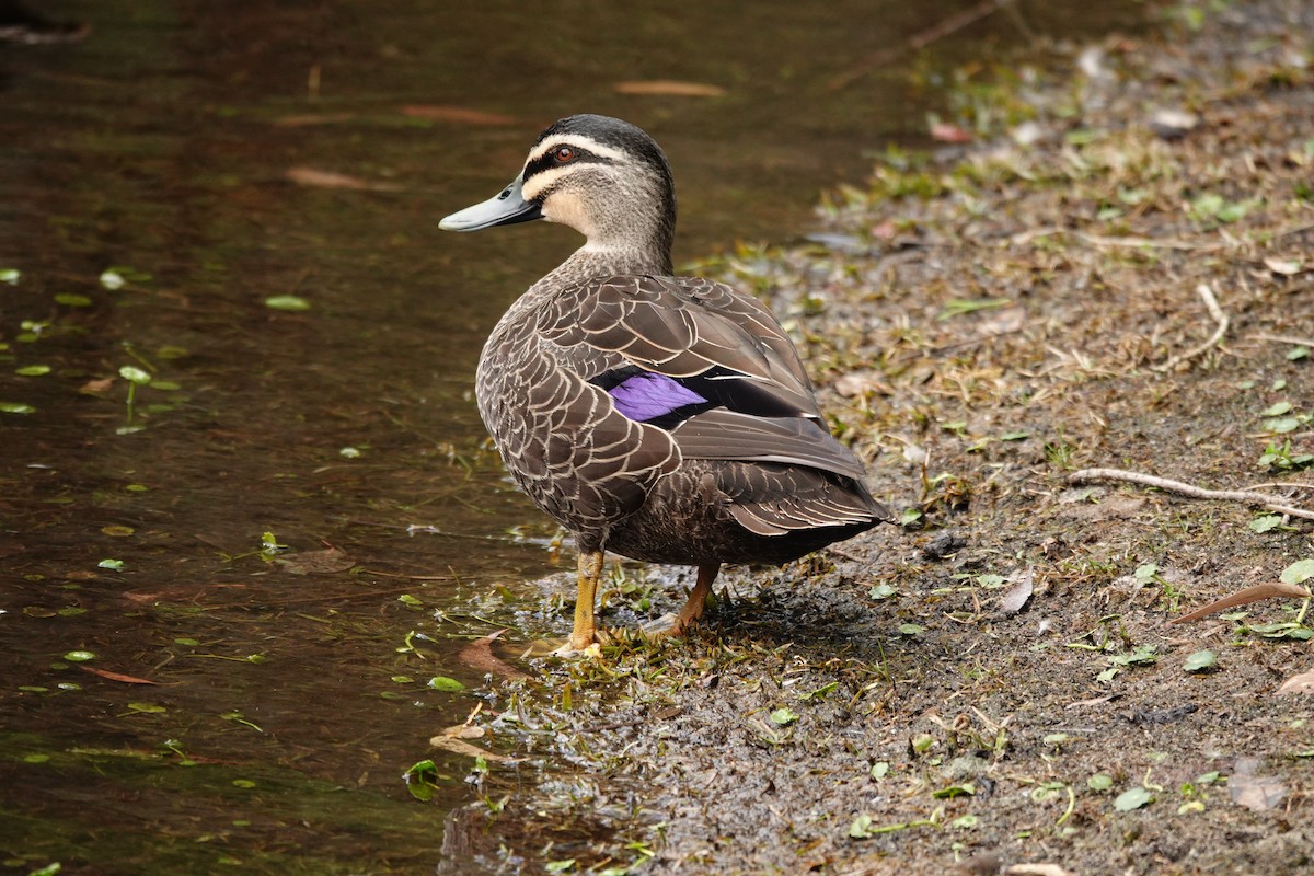 Pacific Black Duck - ML646782949