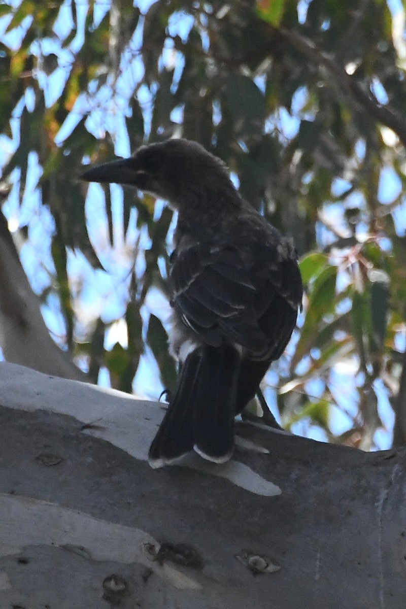 Pied Currawong - ML646782951