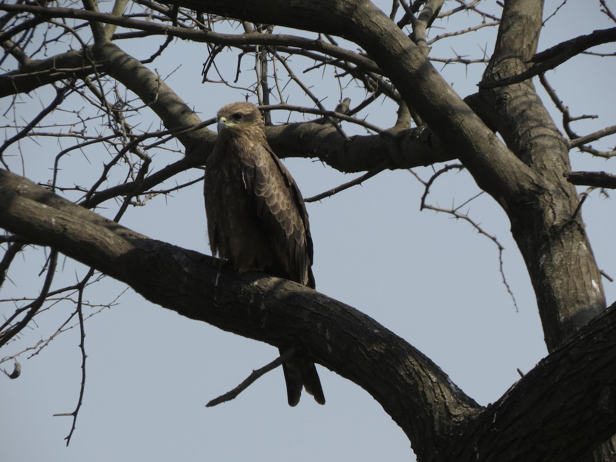 黑鳶 - ML646782956