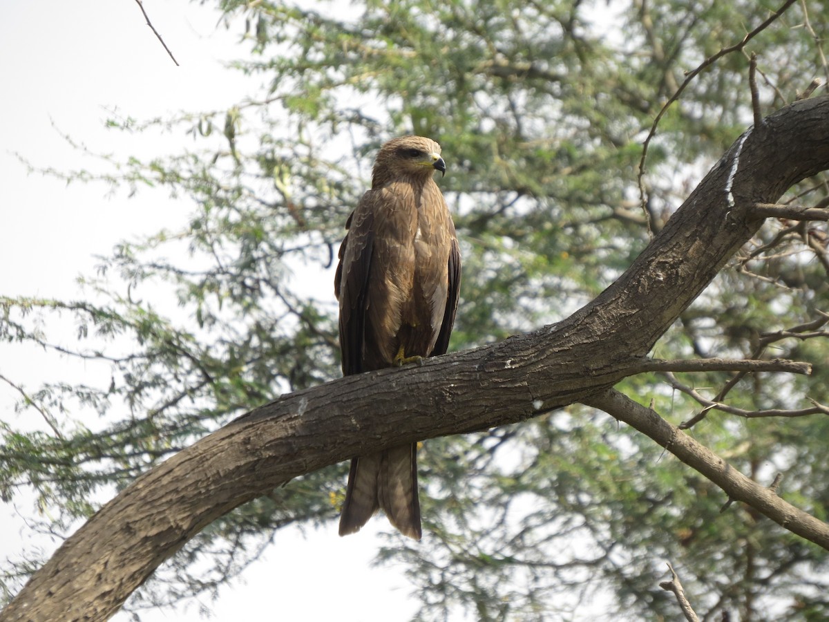 黑鳶 - ML646782957
