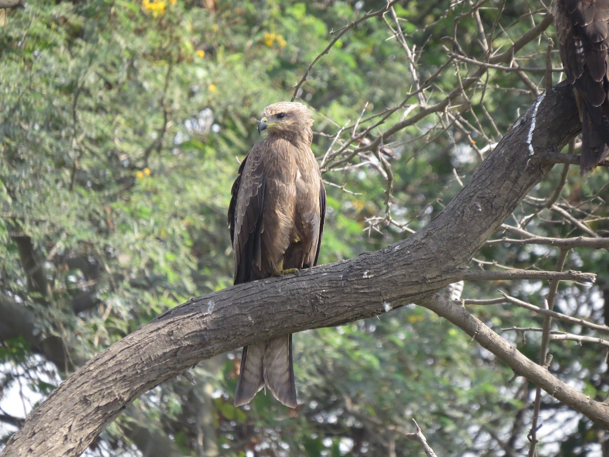 黑鳶 - ML646782958
