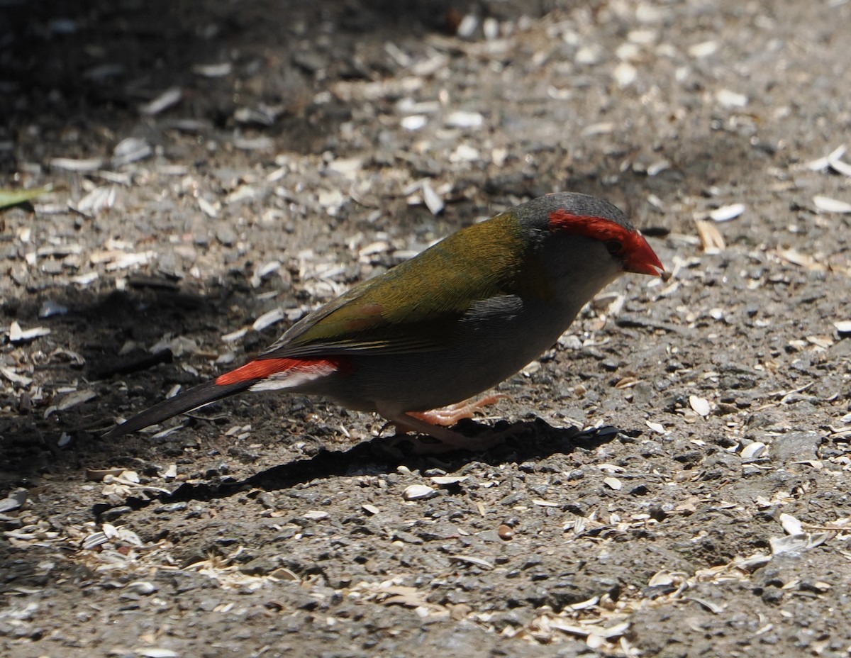 Red-browed Firetail - ML646782960