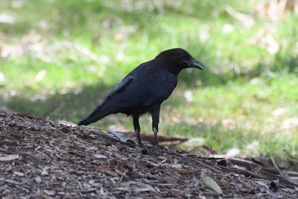 Australian Raven - ML646782961
