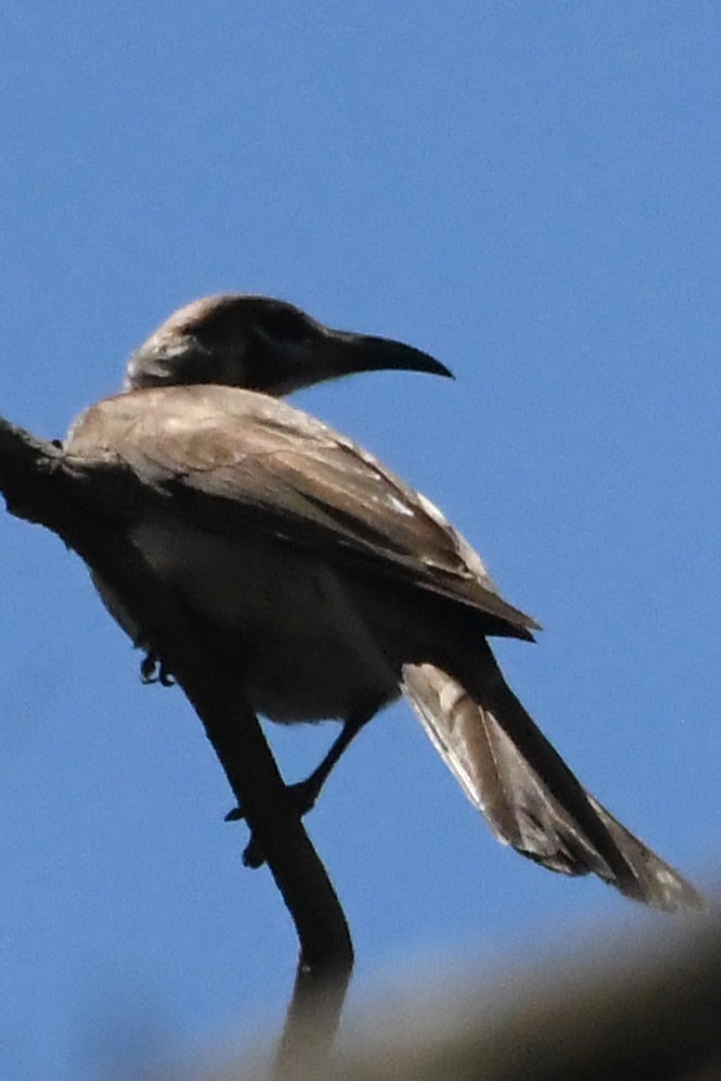 Little Friarbird - ML646782963