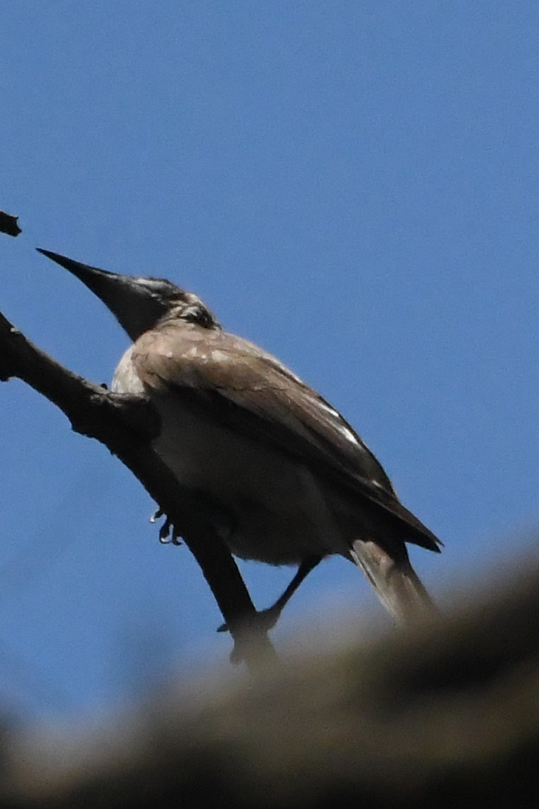 Little Friarbird - ML646782965