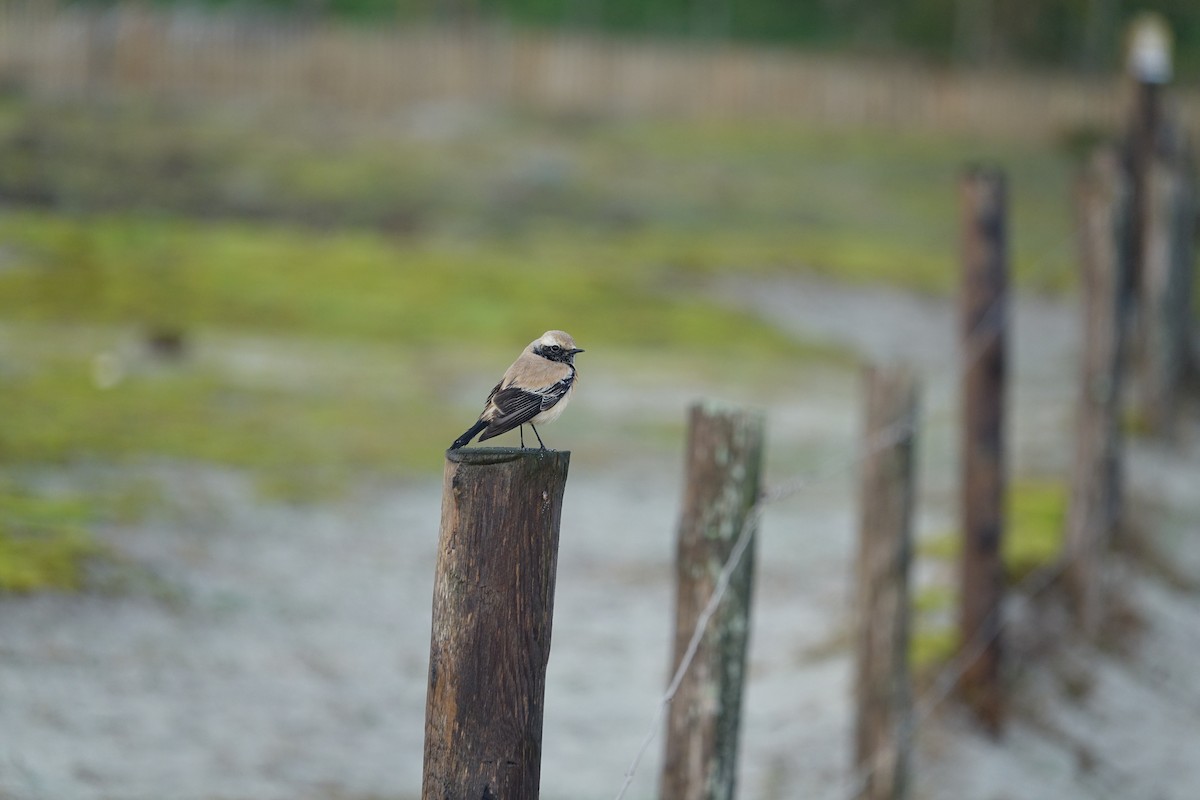 漠䳭 - ML646782966