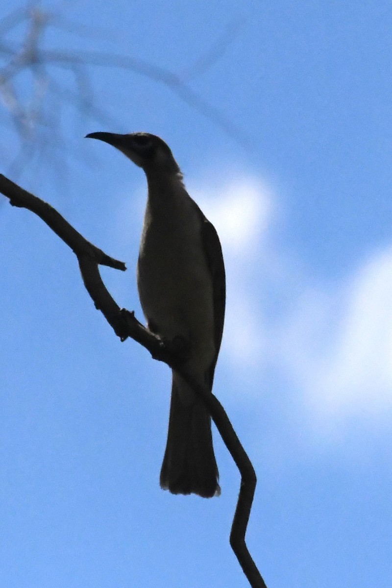 Little Friarbird - ML646782967
