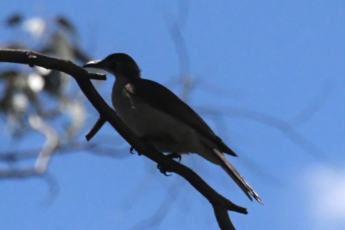 Little Friarbird - ML646782968