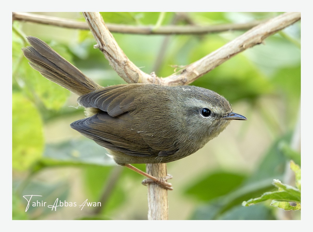 小鶯 - ML646782969