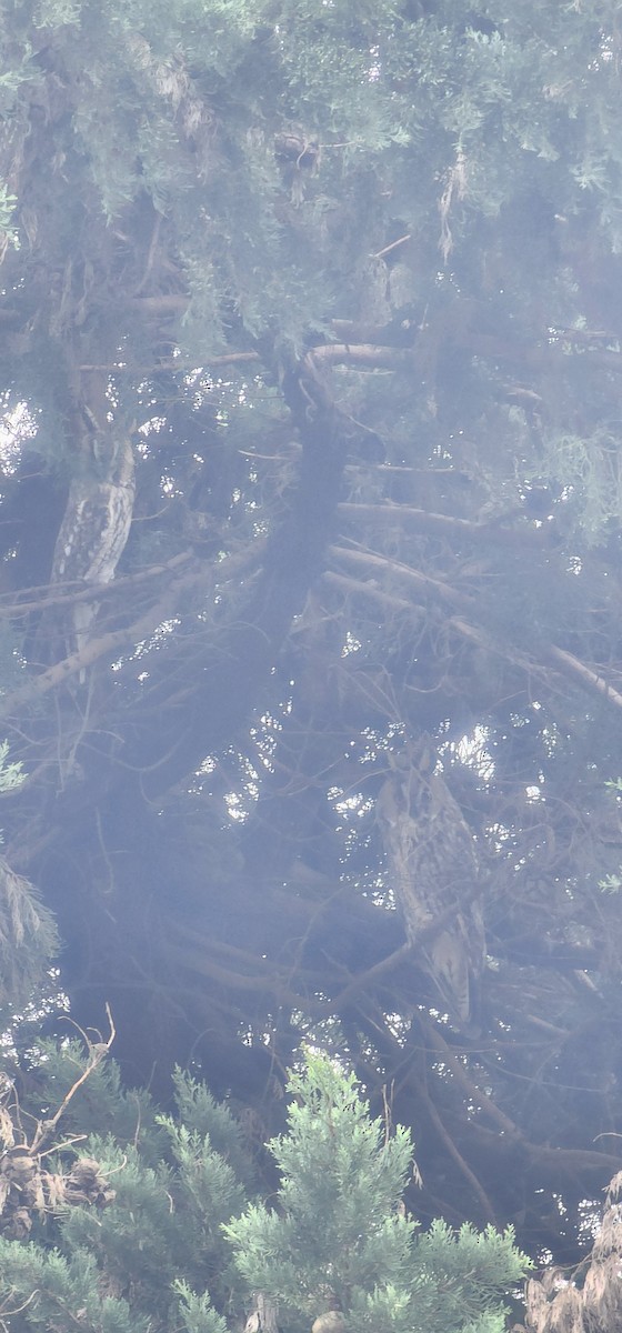 長耳鴞 - ML646782971