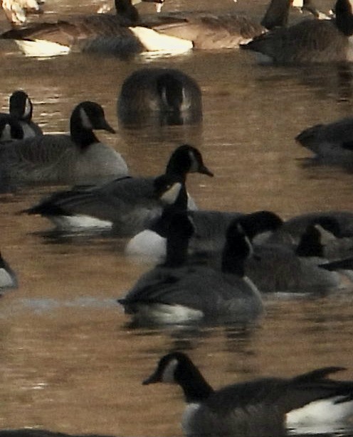 雁類 - ML646782972