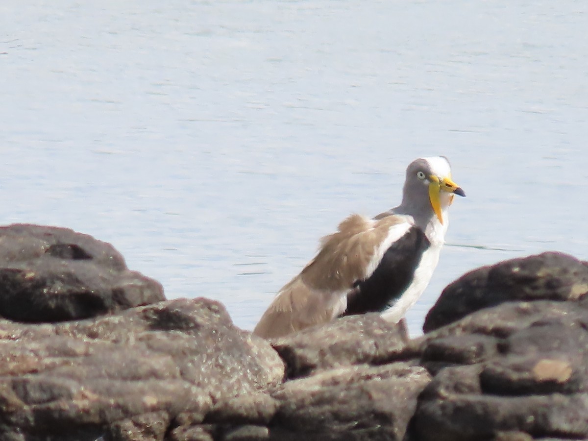 White-crowned Lapwing - ML646782973
