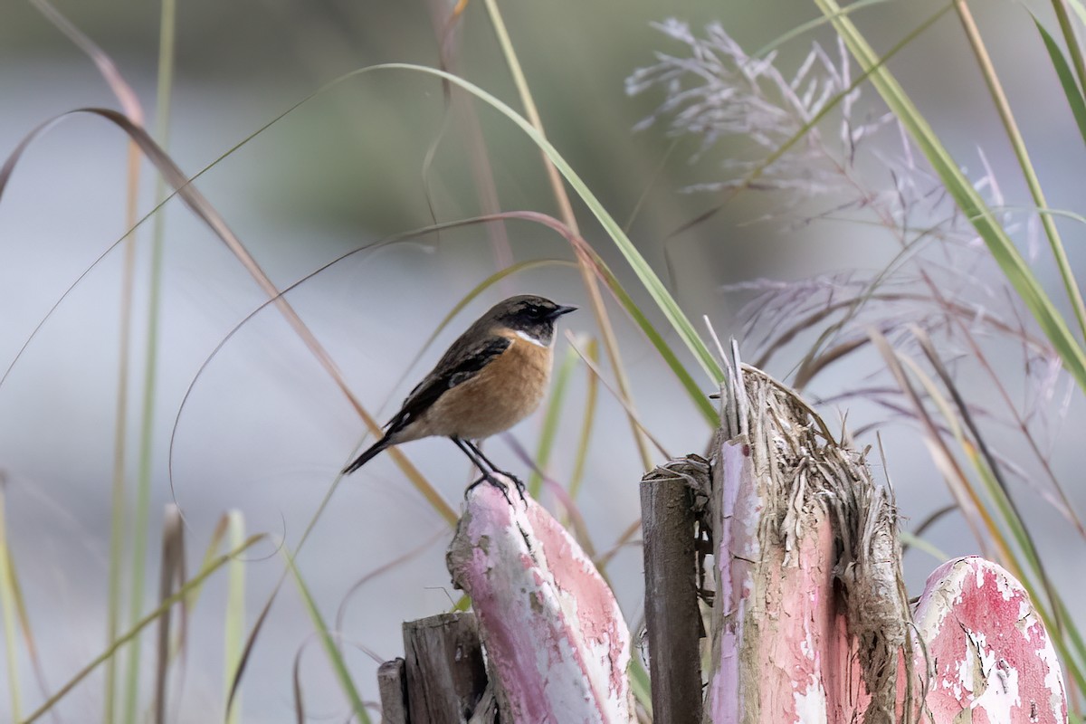 Siberian Stonechat - ML646782975