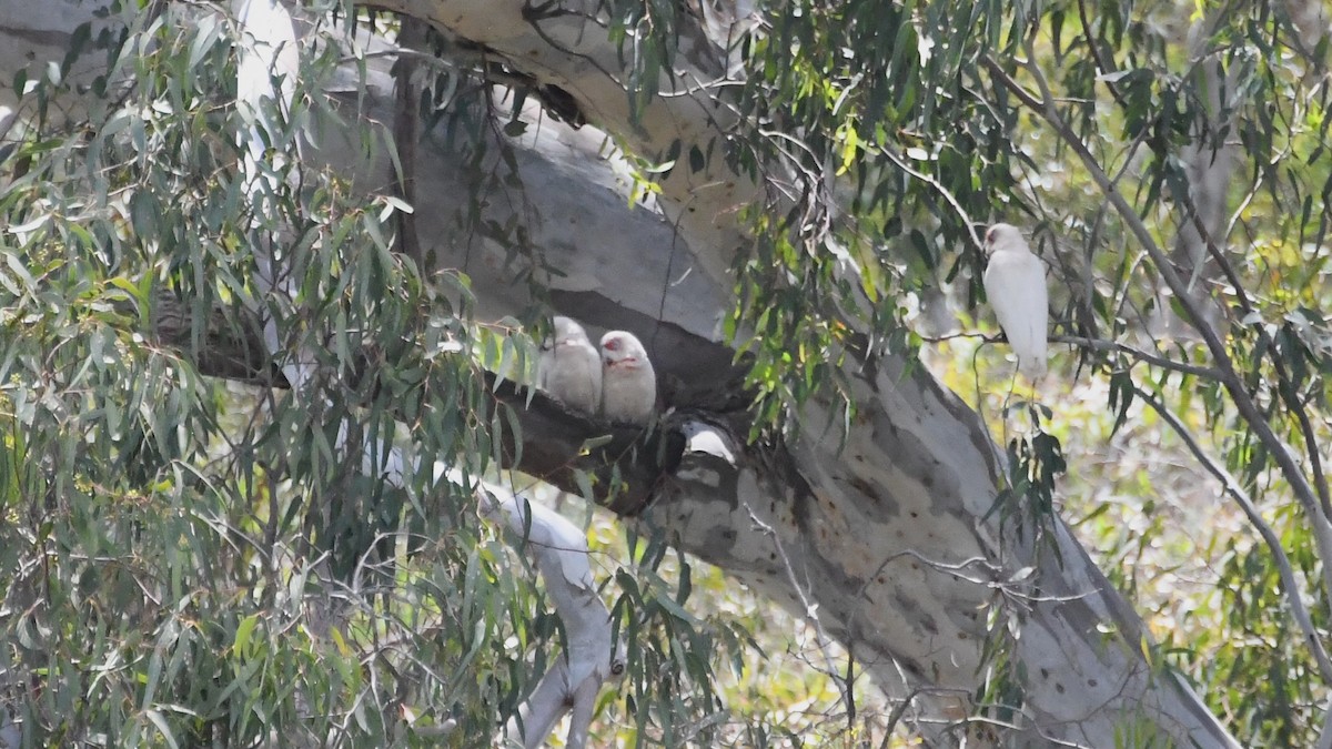 Long-billed Corella - ML646782978