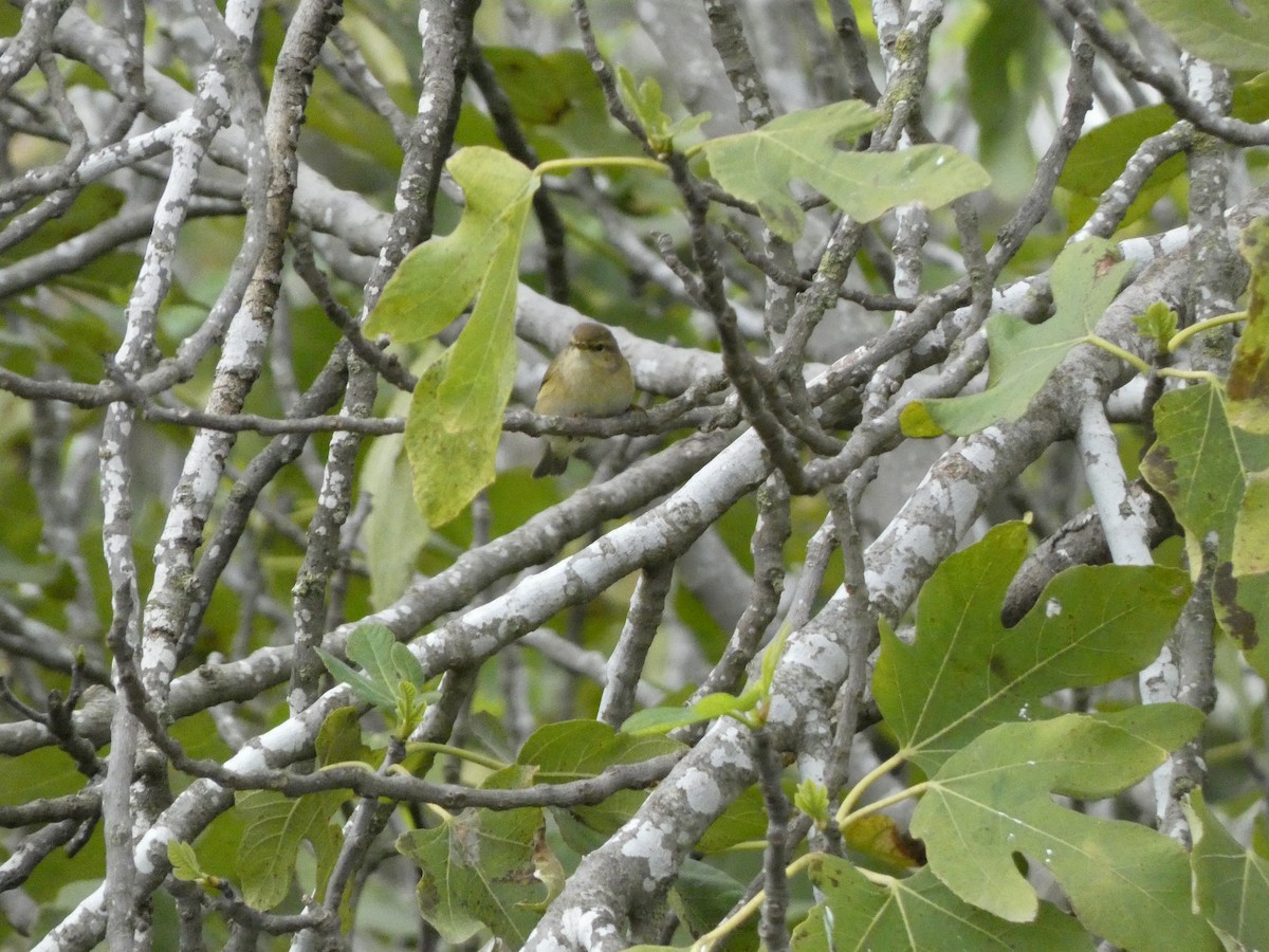 嘰喳柳鶯 - ML646782980