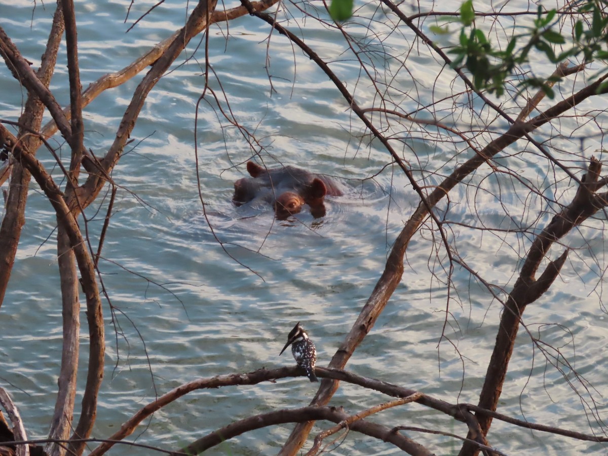 斑翡翠 - ML646782981