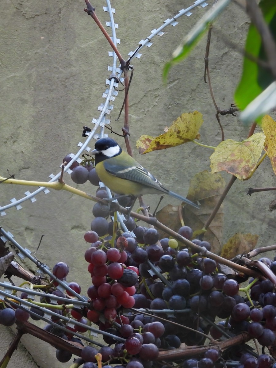 Great Tit - ML646782982