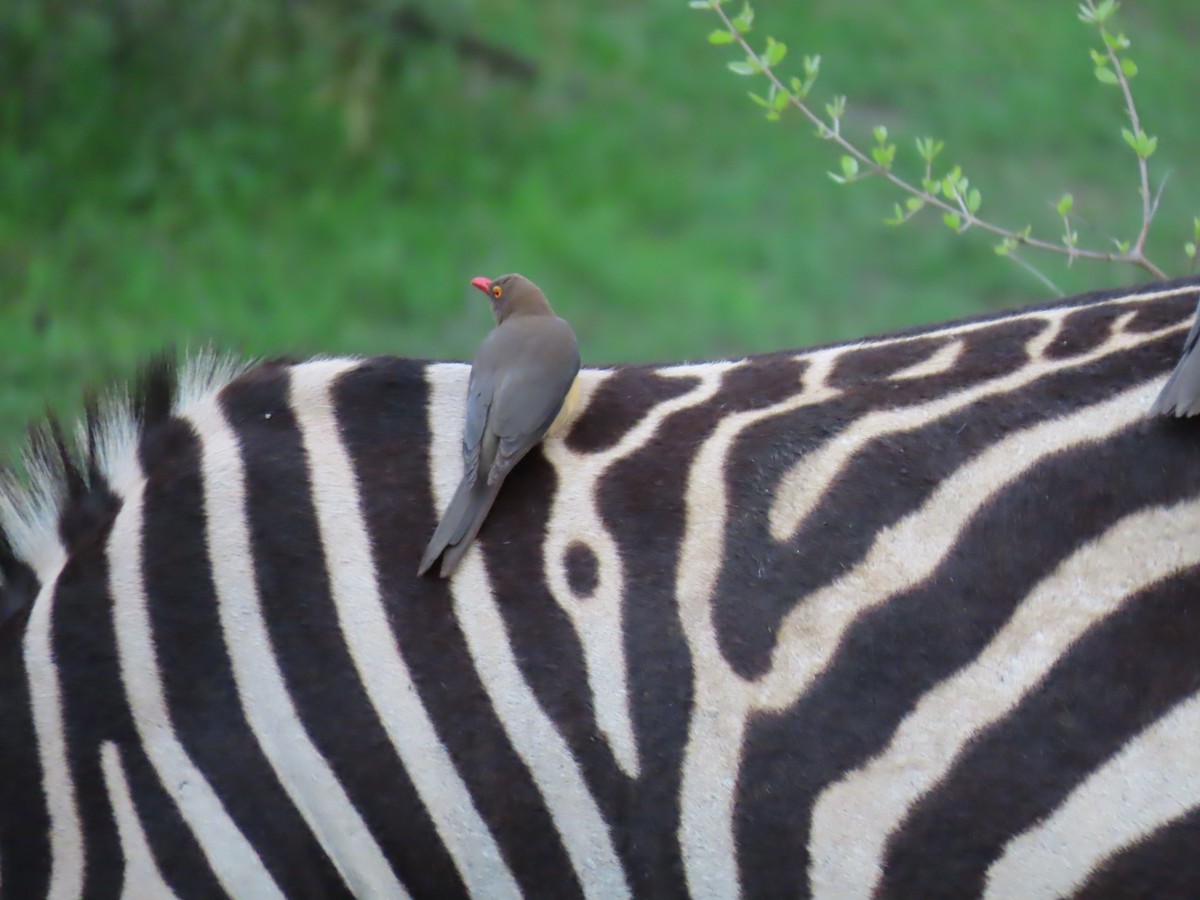 Red-billed Oxpecker - ML646782985