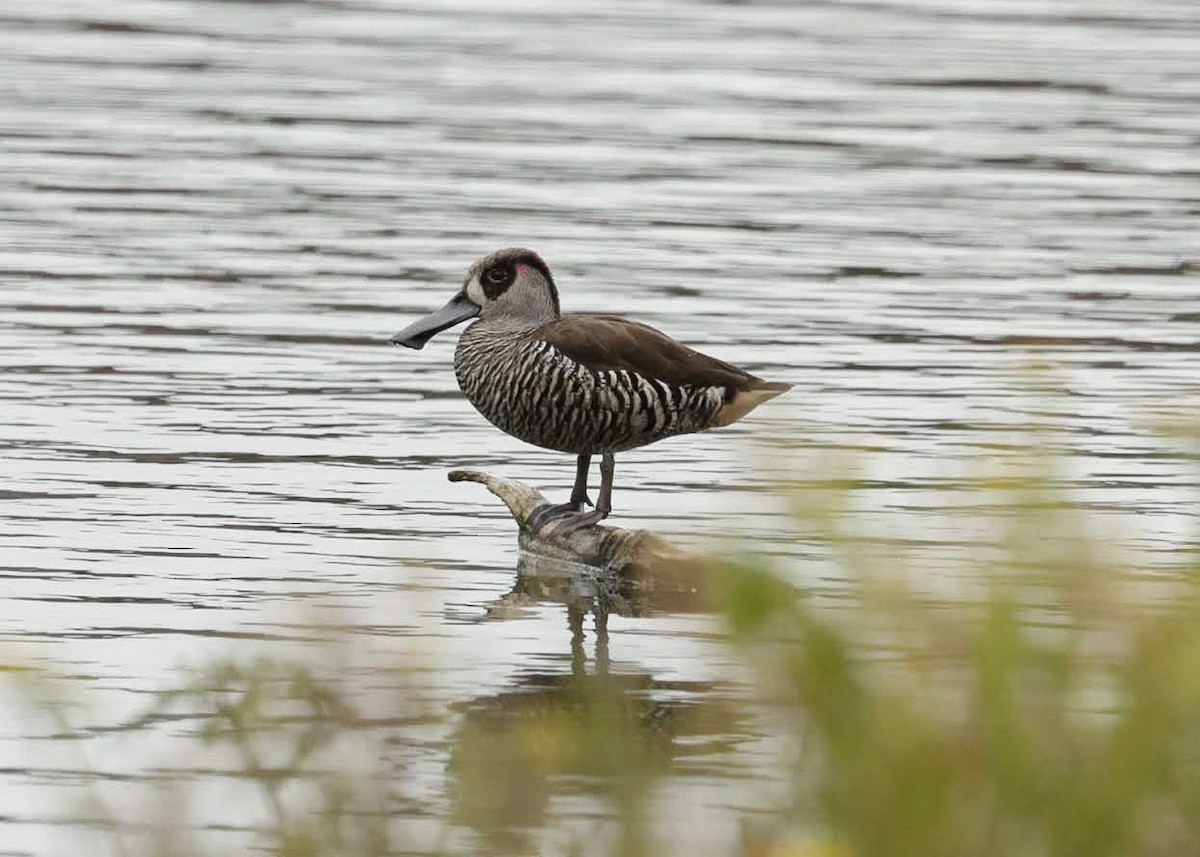 Pink-eared Duck - ML646782987
