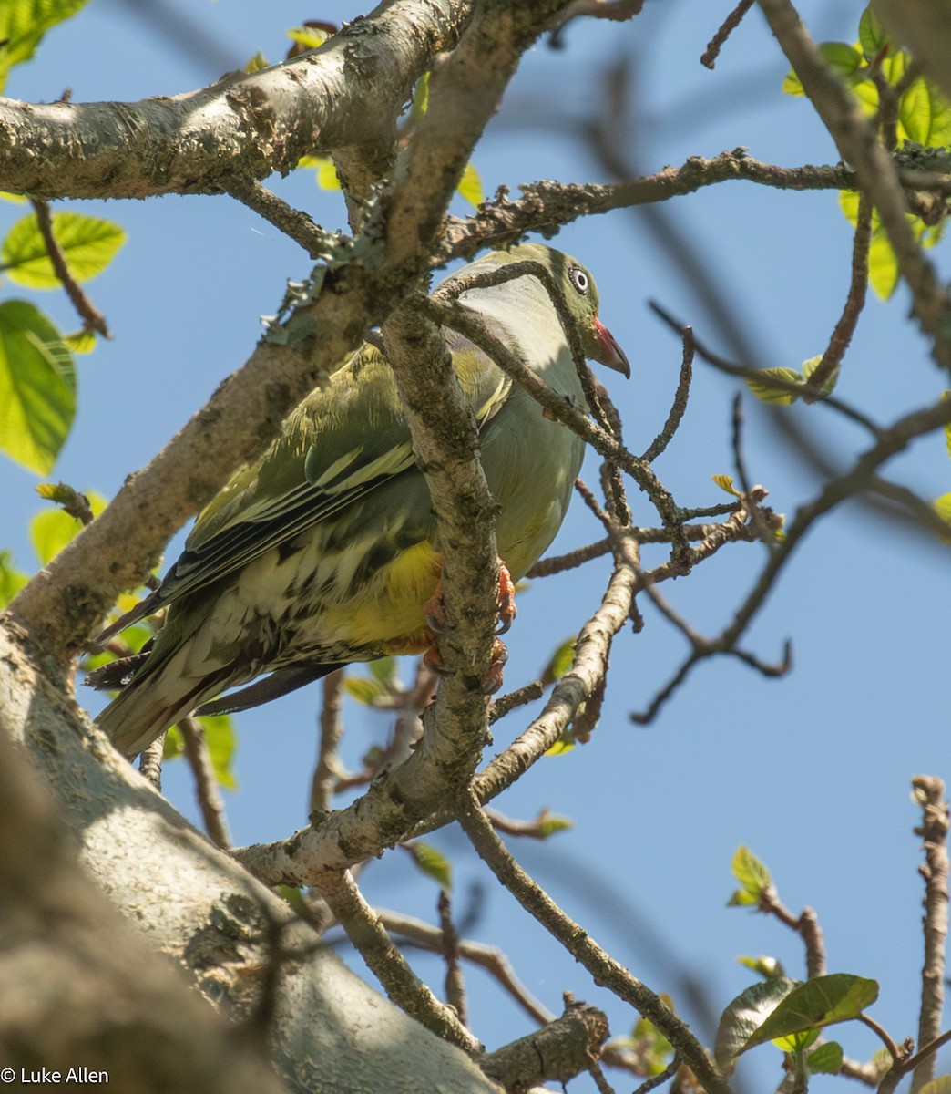 African Green-Pigeon - ML646782988