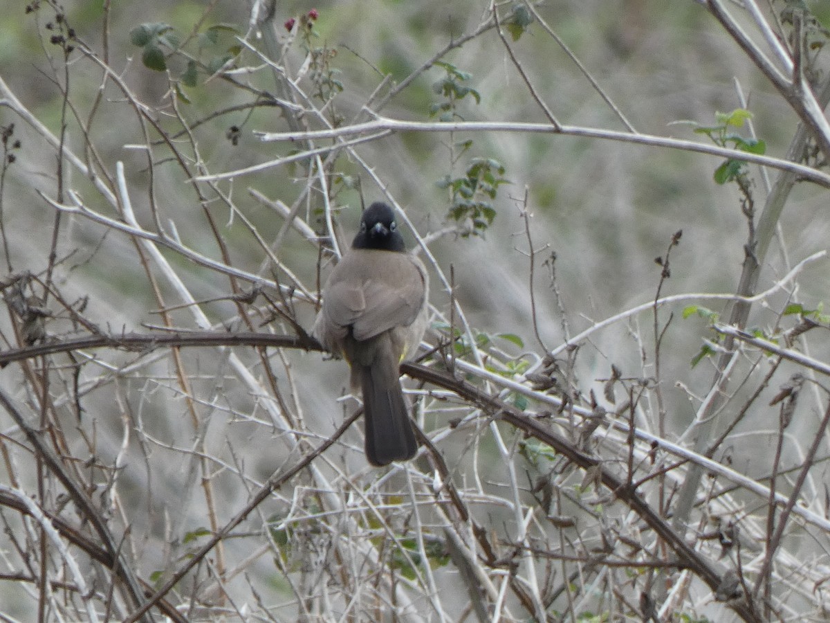 Gelbsteißbülbül - ML646782989