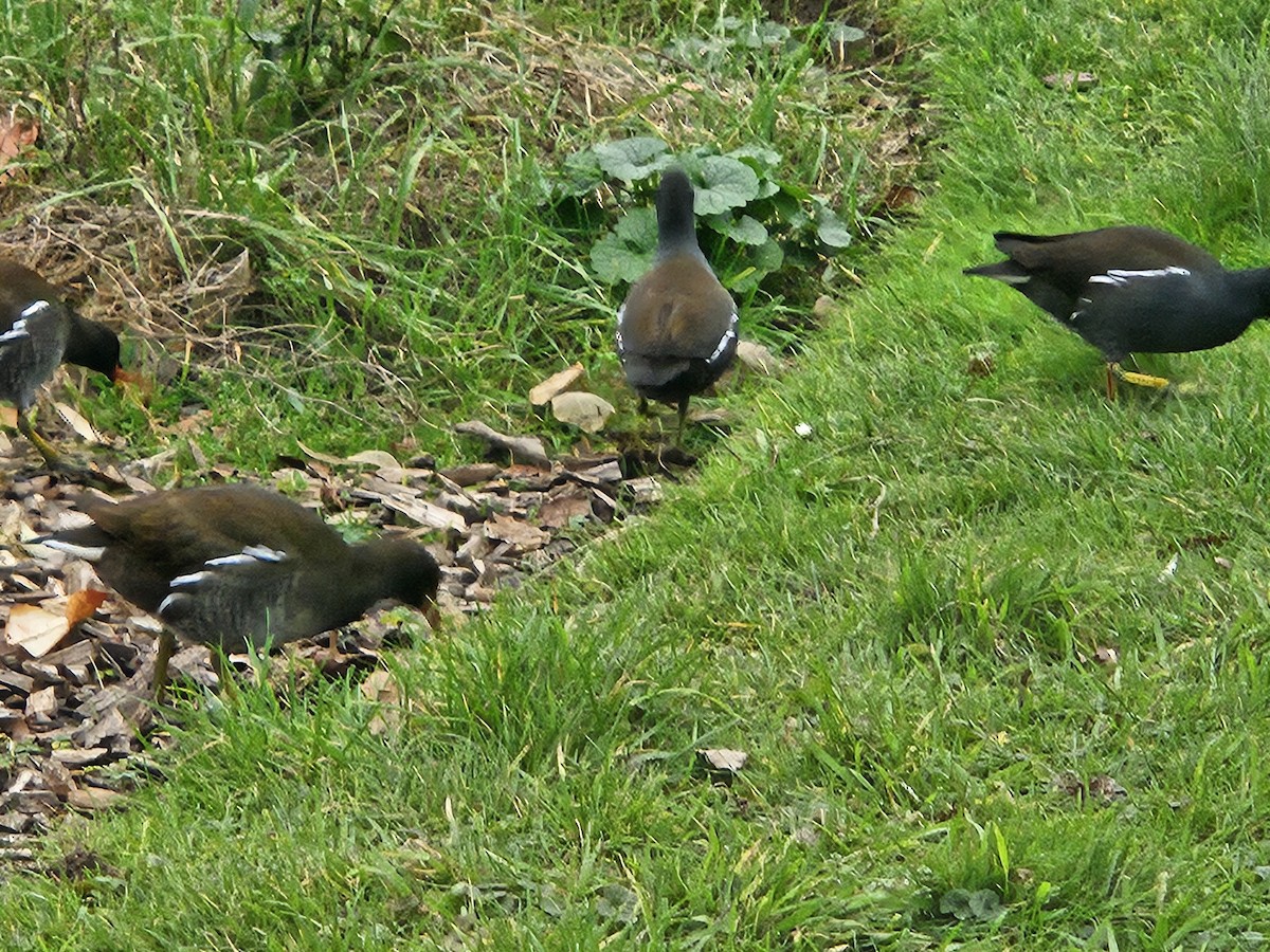 Uroilo arrunta - ML646782991