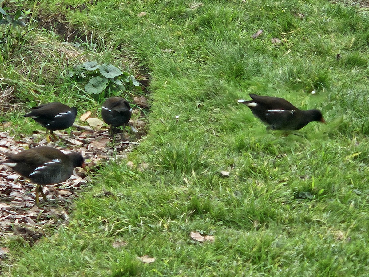 Uroilo arrunta - ML646782992