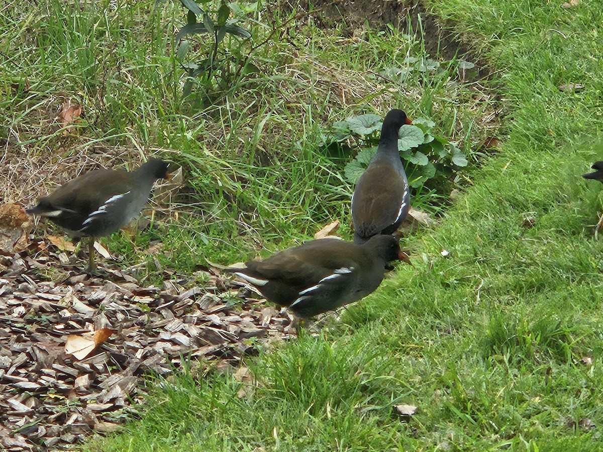 Uroilo arrunta - ML646782993