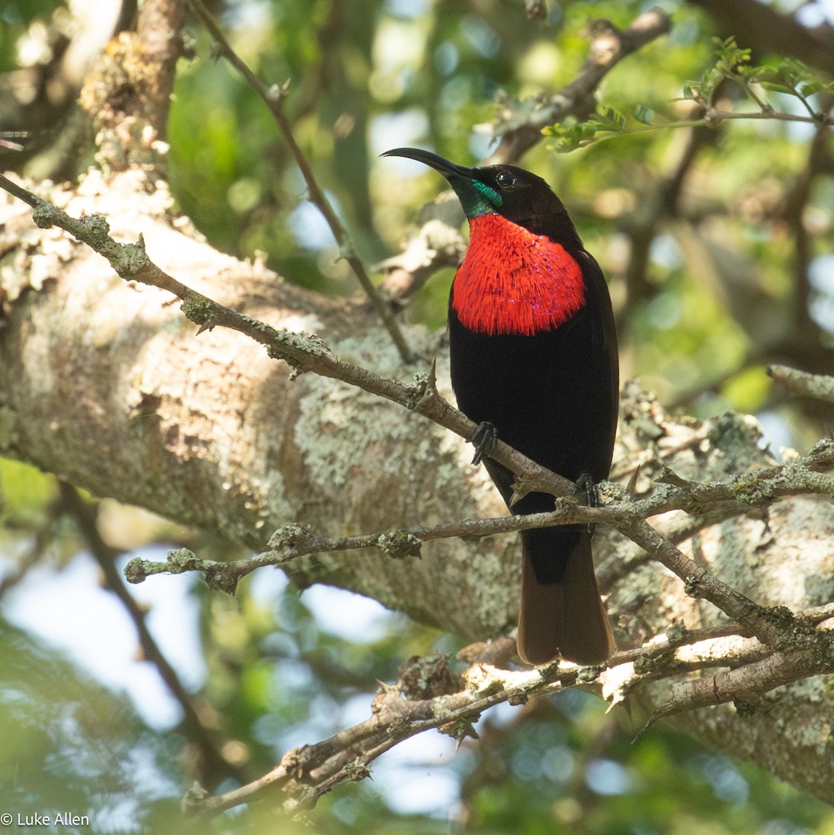 Scarlet-chested Sunbird - ML646782994